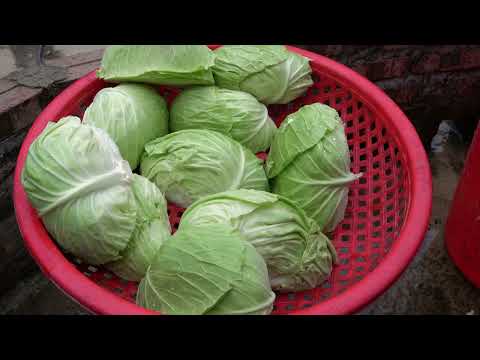 Harvesting cabbage and how to preserve it for use as a dish