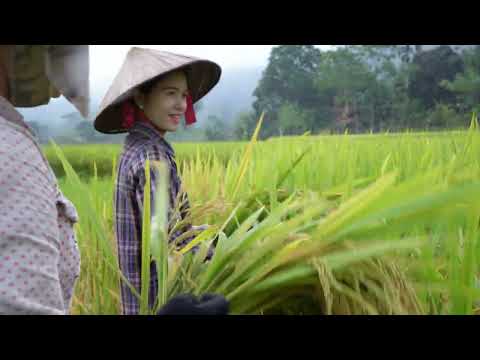 How to plant and harvest wet rice manually triệu lily