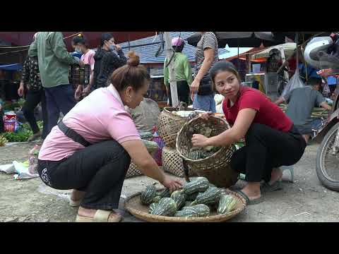 Harvest pumpkins and bring them to the market to sell Trieu