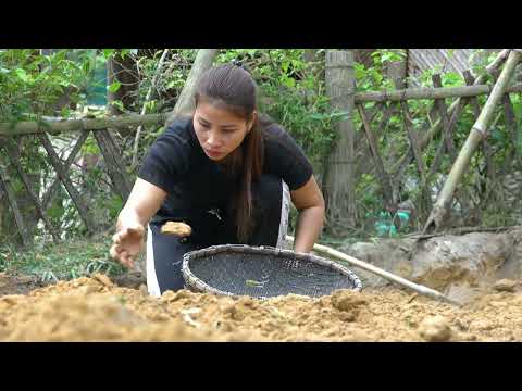 SUMMARY VIDEO 30 days of harvesting vegetables to sell at