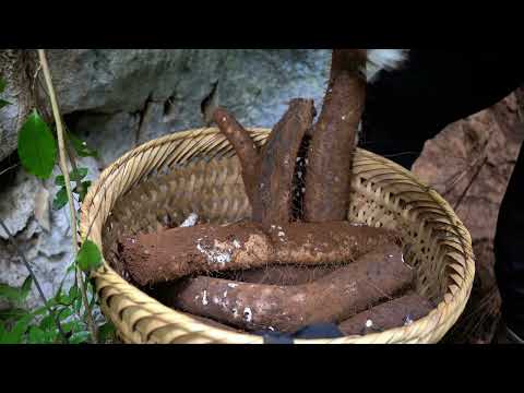The season for wild cassava forest cassava Harvest and sell