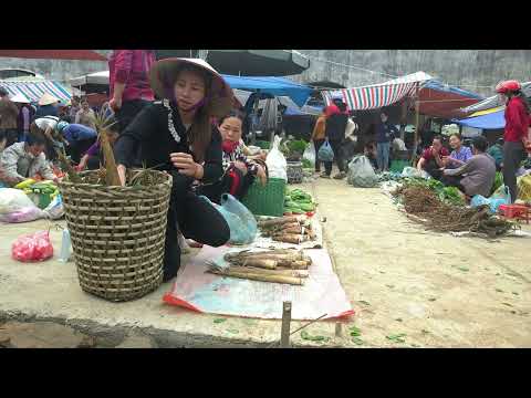 FULL VIDEO 30 DAY Harvesting lychee Agricultural Products