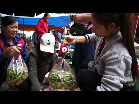 Harvesting beans to sell at the market gardening cooking