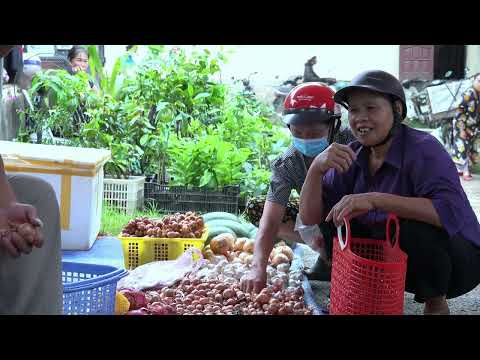 Harvesting Dragon Fruit And Bring It To The Market To Sell