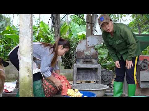 241 Harvest mashed corn for preservation and cooking triêu