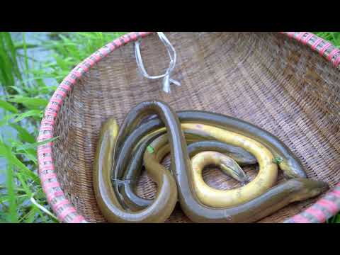 The simplest way to trap eels catch many eels on rainy days