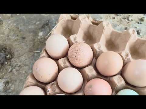 Recogiendo la cosecha de huevos del día Sorpresa total