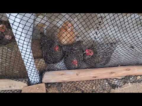 Por estas razones NO debes juntar gallinas de diferentes