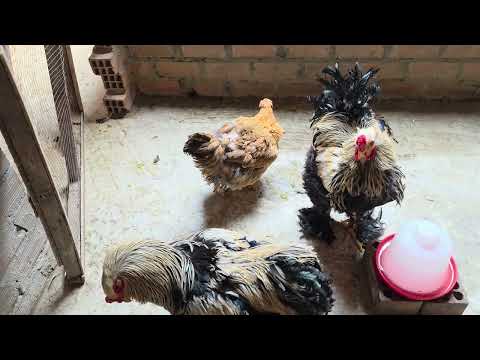 Asi es la producción diaria de mis GALLINAS CRIOLLAS