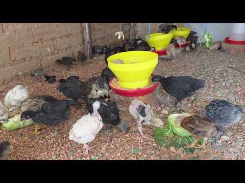 Como expandir tu negocio con GALLINAS CRIOLLAS