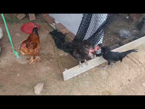 como separar gallinas reproductoras de tu gallinero