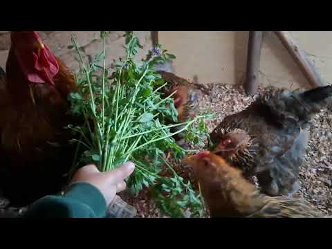 Como cuidar a tus gallinas con medicamentos económicos