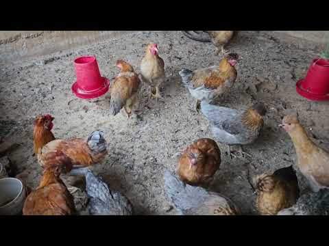 Danusska enseña a 20 gallinas de descarte