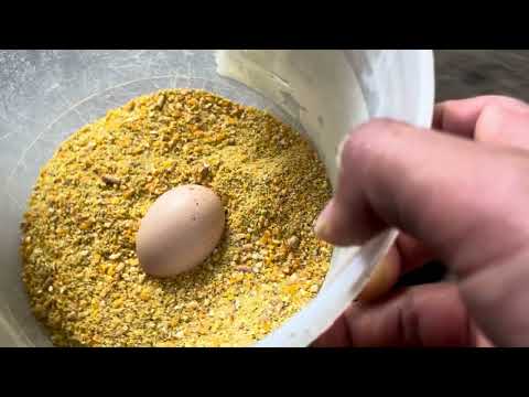 Has un buen negocio criando gallinas