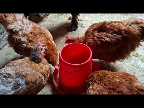 Tratamiento para curar gallinas con coccidia