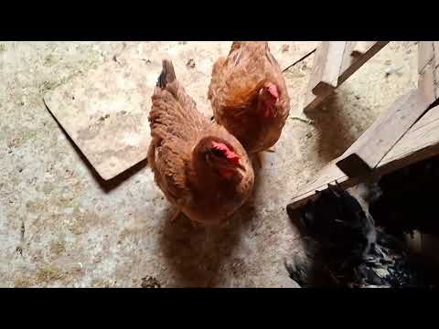 A los cuantos meses las gallinas ponen huevo