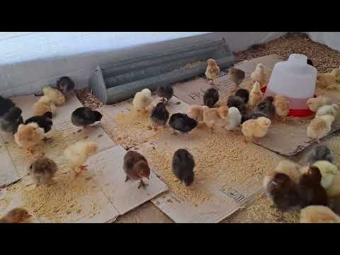 Cómo construir un gallinero para 100 pollitos con poco
