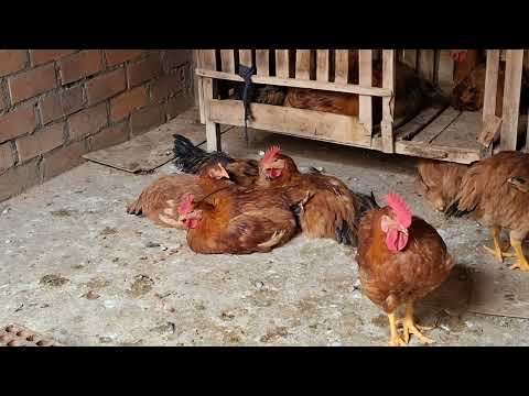 Quieres tener a todas tus gallinas vivas has esto