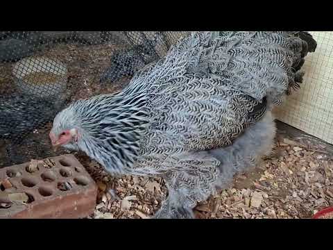 Consejos para construir un buen gallinero y no tener