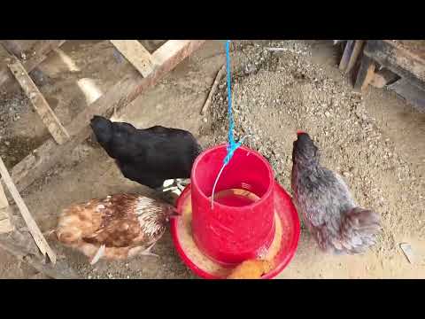 Danusska hace limpieza la casa de 50 gallinas