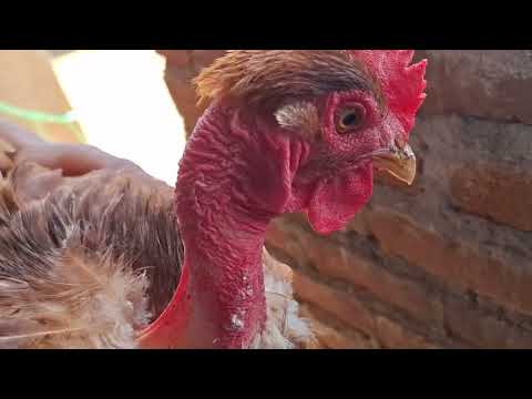 Si tienes gallinas enfermas mira este video