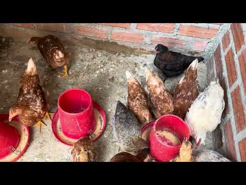 La importancia de hacer limpieza con tus gallinas