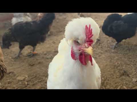 Por esta razón debes criar gallinas CRIOLLAS MEJORADAS y no