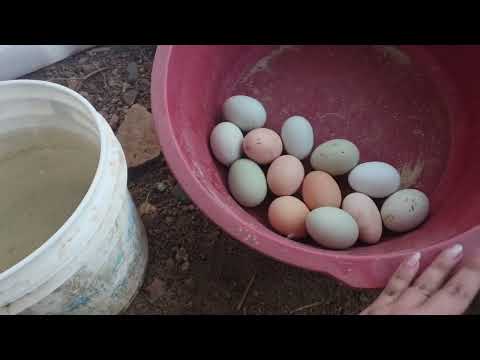 Danusska muestra a sus gallinas que ponen huevos verdes