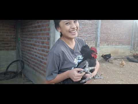 A los cuantos meses se puede vender una gallina en tu