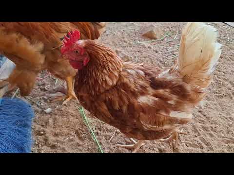 Como tener buena producción de huevos en tu gallinero