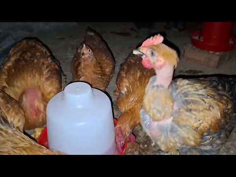 Si quieres criar PAVIPOLLOS mira este video