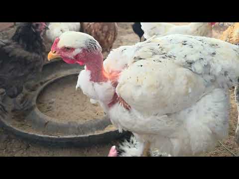 A que PRECIO se vende las GALLINAS CRIOLLAS en PERÚ