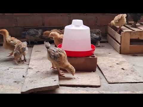 consejos para cuidar gallinas y que no se mueran