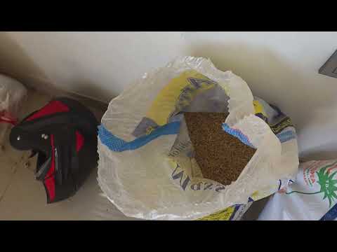 Asi es criar gallinas criollas sin gastar en alimento y