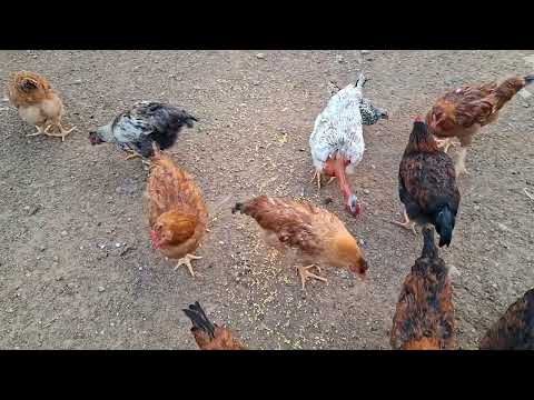La crianza de gallinas es difícil por este motivo