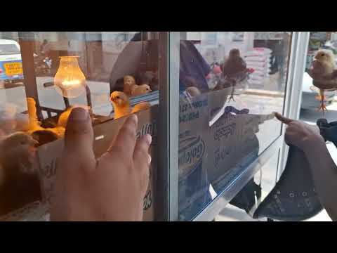 Antes de comprar nuevos pollitos mira este video