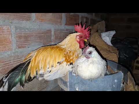 Mira lo que pasa sino limpias tu gallinero