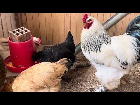 Evita este error en la crianza de gallinas
