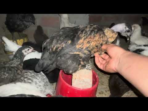Un negocio fácil con 50 gallinas con poco presupuesto