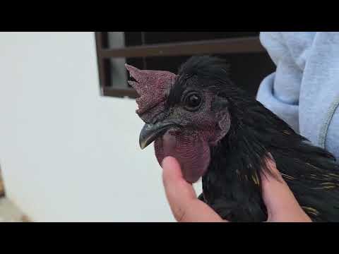 Que resultado sale de un cruce de gallina CRIOLLA AYAN
