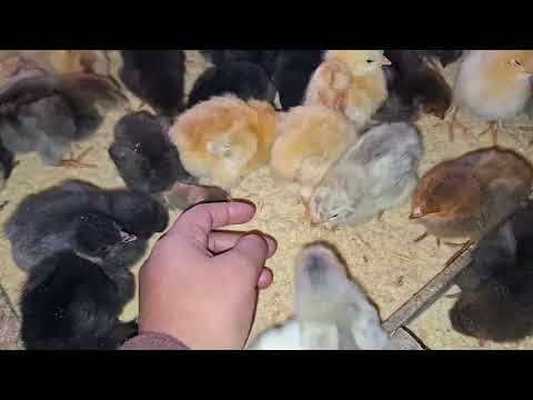 Consejos infalibles para criar gallinas criollas sanas