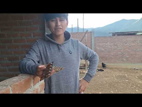 Un proyecto con más de 40 gallinas con poco presupuesto