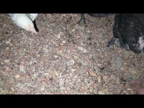 Por esto se ENFERMAN tus gallinas