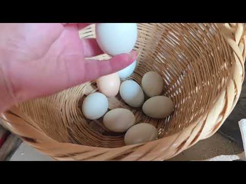 Cómo juntar gallinas nuevas al gallinero sin que se pele3n