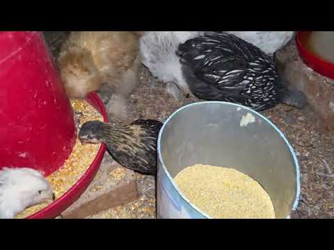 El secreto para hacer crecer rápido a tus gallinas