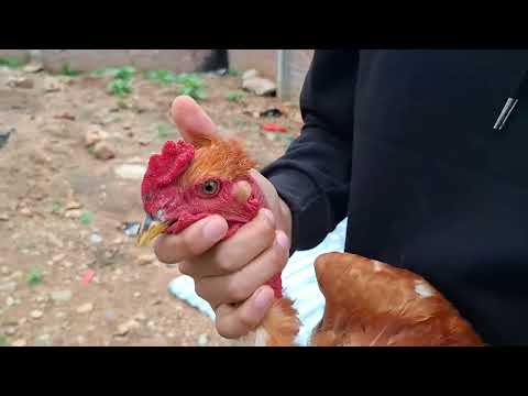 Ahorra dinero produciendo tu propia comida para tus gallinas