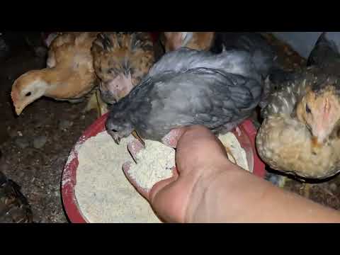 La verdad oculta de las gallinas criollas Te dejara