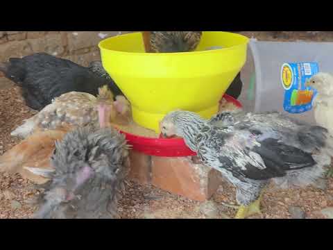 Producción y comercialización de GALLINAS CRIOLLAS