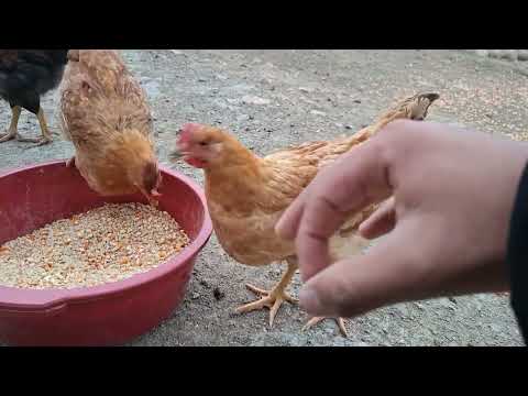 Como tener gallinas con buena producción de huevos y buen
