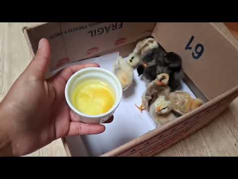 Secreto para cuidar pollos recién nacidos Día 1